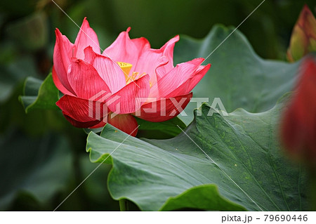 蓮 花 修練 79690446