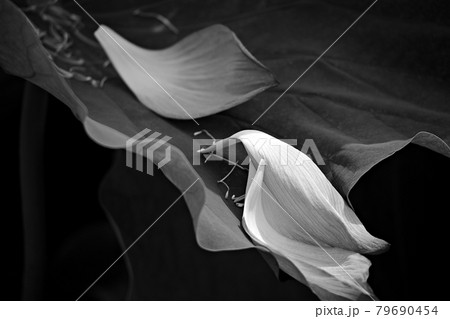 蓮 花 カメラマン 79690454