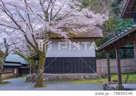（静岡県）伊豆の国市の重要文化財　江川邸・内庭の蔵　桜の季節 79690546