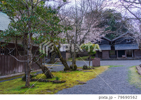 (静岡県)伊豆の国市の重要文化財 江川邸・内庭の蔵 桜の季節 (静岡県)伊豆の国市の重要文化財 江川邸・内庭の蔵 桜の季節 79690562