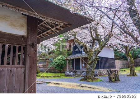 (静岡県)伊豆の国市の重要文化財 江川邸・内庭の蔵 桜の季節 (静岡県)伊豆の国市の重要文化財 江川邸・内庭の蔵 桜の季節 79690565