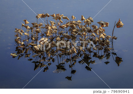 青空が映りこんだ青い池で茶色く枯れた蓮の葉がたくさん集まって魚の形になっている 79690941