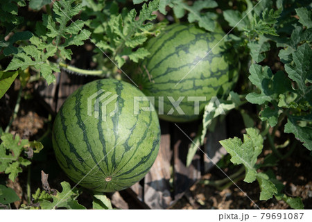 Organic watermelon growing in garden with foliage on ground under sunlight Organic watermelon growing in garden with foliage on ground under sunlight 79691087