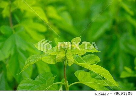 桑の葉 桑の葉 79691209