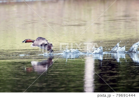 野鳥　カイツブリ 79691444