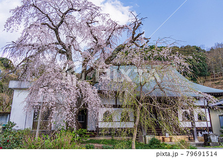 （静岡県）伊豆の国市　龍源院　枝垂れ桜 79691514