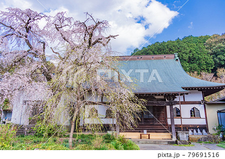 （静岡県）伊豆の国市　龍源院　枝垂れ桜 79691516