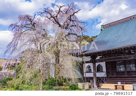 （静岡県）伊豆の国市　龍源院　枝垂れ桜 79691517