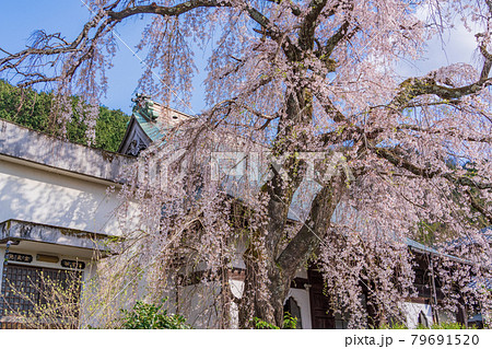 （静岡県）伊豆の国市　龍源院　枝垂れ桜 79691520