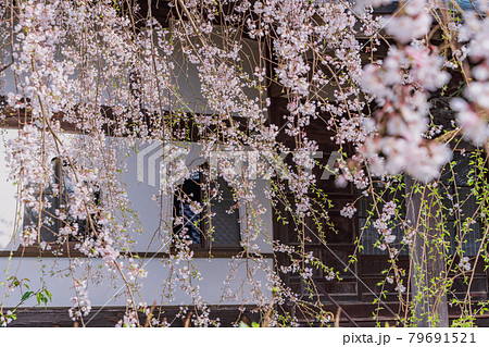（静岡県）伊豆の国市　龍源院　枝垂れ桜 79691521