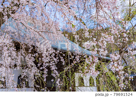 (静岡県)伊豆の国市 龍源院 枝垂れ桜 (静岡県)伊豆の国市 龍源院 枝垂れ桜 79691524