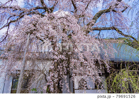 (静岡県)伊豆の国市 龍源院 枝垂れ桜 (静岡県)伊豆の国市 龍源院 枝垂れ桜 79691526