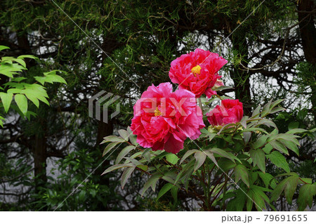 花、牡丹、赤色、自宅の庭で咲きました＠南区、堺市、大阪府 79691655