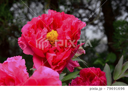 花、牡丹、赤色、自宅の庭で咲きました@南区、堺市、大阪府 花、牡丹、赤色、自宅の庭で咲きました@南区、堺市、大阪府 79691696
