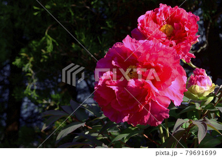 花、牡丹、赤色、自宅の庭で咲きました＠南区、堺市、大阪府 79691699