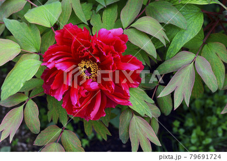 花、牡丹、赤色、自宅の庭で咲きました@南区、堺市、大阪府 花、牡丹、赤色、自宅の庭で咲きました@南区、堺市、大阪府 79691724