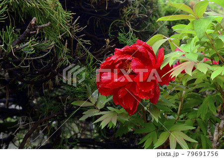 花、牡丹、赤色、自宅の庭で咲きました@南区、堺市、大阪府 花、牡丹、赤色、自宅の庭で咲きました@南区、堺市、大阪府 79691756