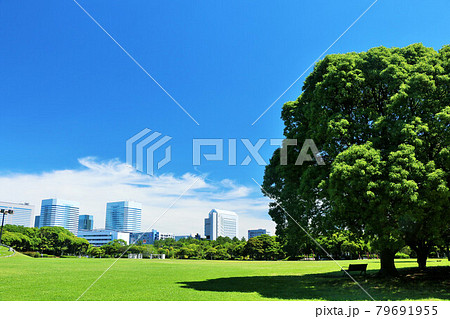 青空の街並みと公園 79691955