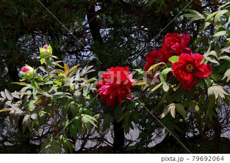 花、牡丹、赤色、紫色、自宅の庭で咲きました＠南区、堺市、大阪府 79692064