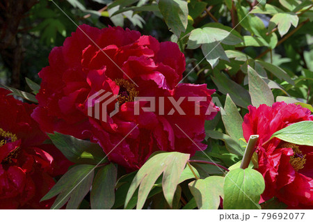 花、牡丹、赤色、自宅の庭で咲きました＠南区、堺市、大阪府 79692077