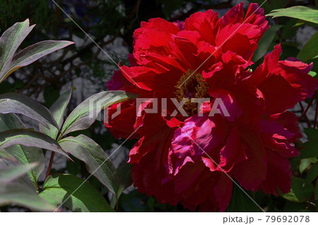 花、牡丹、赤色、自宅の庭で咲きました@南区、堺市、大阪府 花、牡丹、赤色、自宅の庭で咲きました@南区、堺市、大阪府 79692078