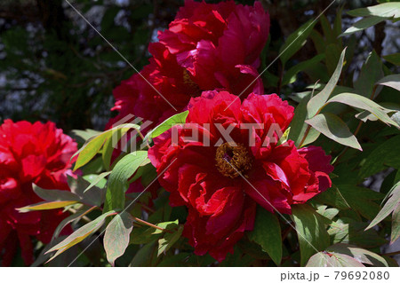 花、牡丹、赤色、自宅の庭で咲きました＠南区、堺市、大阪府 79692080