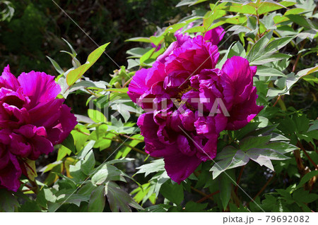 花、牡丹、赤色、自宅の庭で咲きました@南区、堺市、大阪府 花、牡丹、赤色、自宅の庭で咲きました@南区、堺市、大阪府 79692082
