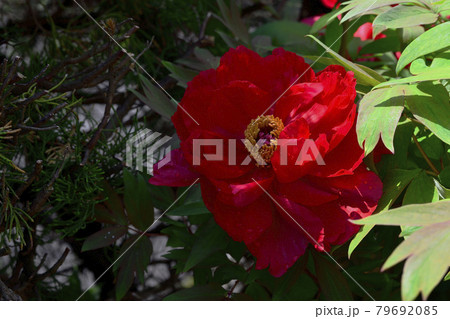 花、牡丹、赤色、自宅の庭で咲きました＠南区、堺市、大阪府 79692085