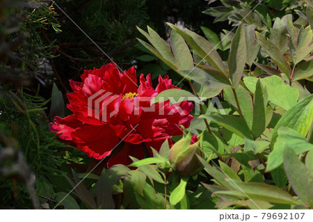 花、牡丹、赤色、自宅の庭で咲きました＠南区、堺市、大阪府 79692107