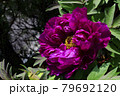 花、牡丹、赤色、自宅の庭で咲きました＠南区、堺市、大阪府 79692120
