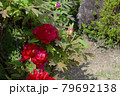 花、牡丹、赤色、自宅の庭で咲きました＠南区、堺市、大阪府 79692138
