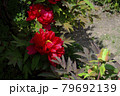花、牡丹、赤色、自宅の庭で咲きました＠南区、堺市、大阪府 79692139