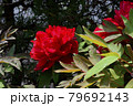 花、牡丹、赤色、自宅の庭で咲きました＠南区、堺市、大阪府 79692143