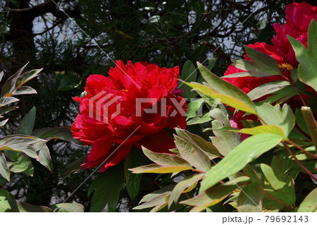 花、牡丹、赤色、自宅の庭で咲きました＠南区、堺市、大阪府 79692143