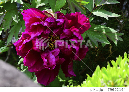 花、牡丹、赤色、自宅の庭で咲きました@南区、堺市、大阪府 花、牡丹、赤色、自宅の庭で咲きました@南区、堺市、大阪府 79692144