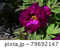 花、牡丹、赤色、自宅の庭で咲きました＠南区、堺市、大阪府 79692147