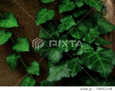 Natural green ivy leaves on turquoise painted wooden wall background. Creative wallpaper, website backdrop for design. 79692148