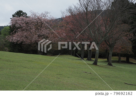 奈良公園　飛火野の桜　 79692162