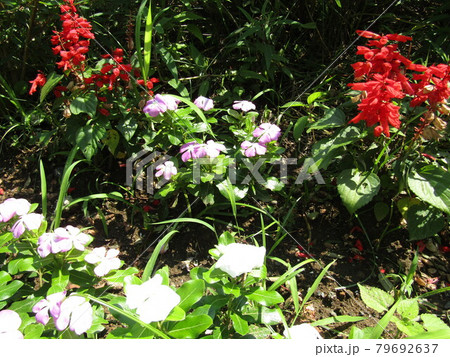 真っ赤な夏の花サルビアとニチニチソウ桃色の花 真っ赤な夏の花サルビアとニチニチソウ桃色の花 79692637
