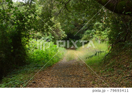 八王子鑓水絹の道の秋はこんな感じです 八王子鑓水絹の道の秋はこんな感じです 79693411