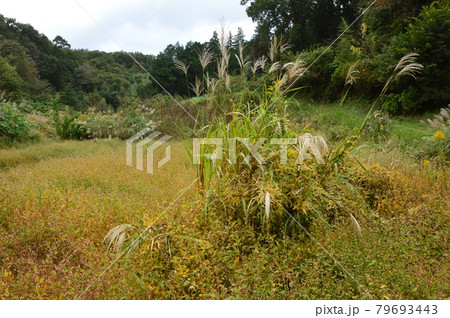 八王子鑓水絹の道の秋はこんな感じです 79693443