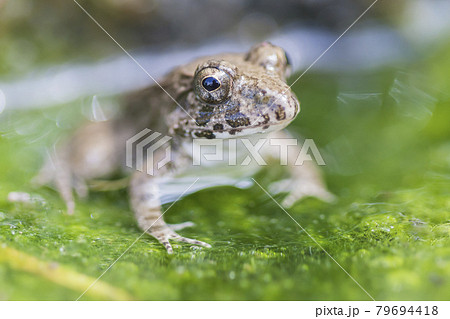 水辺のカエル　土蛙　カエル　蛙　イボガエル 79694418