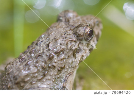 水辺のカエル 土蛙 カエル 蛙 イボガエル 水辺のカエル 土蛙 カエル 蛙 イボガエル 79694420