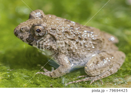 水辺のカエル　土蛙　カエル　蛙　イボガエル 79694425