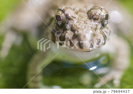 水辺のカエル　土蛙　カエル　蛙　イボガエル 79694437