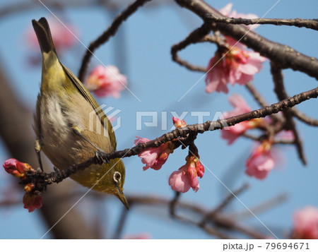 寒緋桜とメジロ 79694671