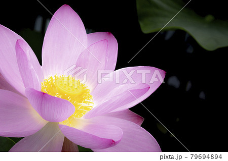 優雅に咲く蓮の花 79694894