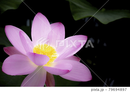 優雅に咲く蓮の花 優雅に咲く蓮の花 79694897