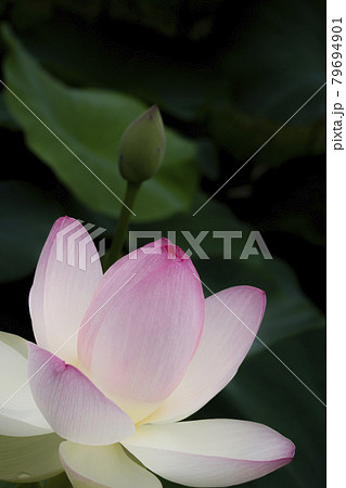 優雅に咲く蓮の花 79694901