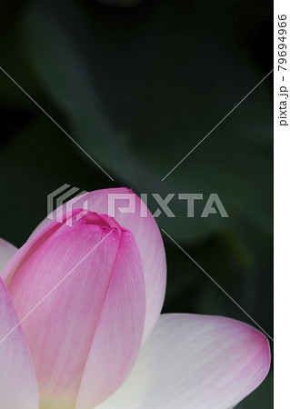 優雅に咲く蓮の花 優雅に咲く蓮の花 79694966